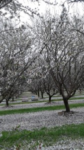 Beautiful Orchard