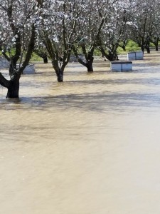 Many beekeepers suffered losses from the 2017 flooding 